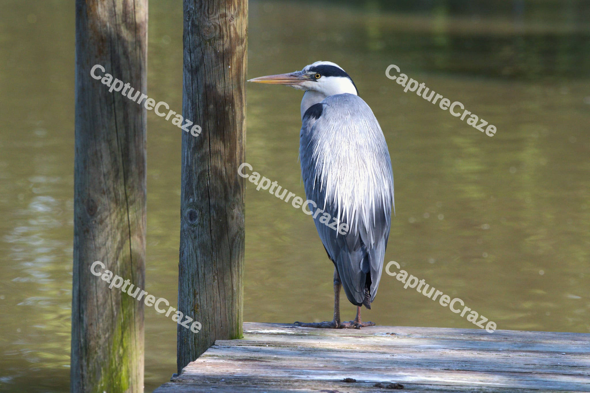 Grey Heron Bird
